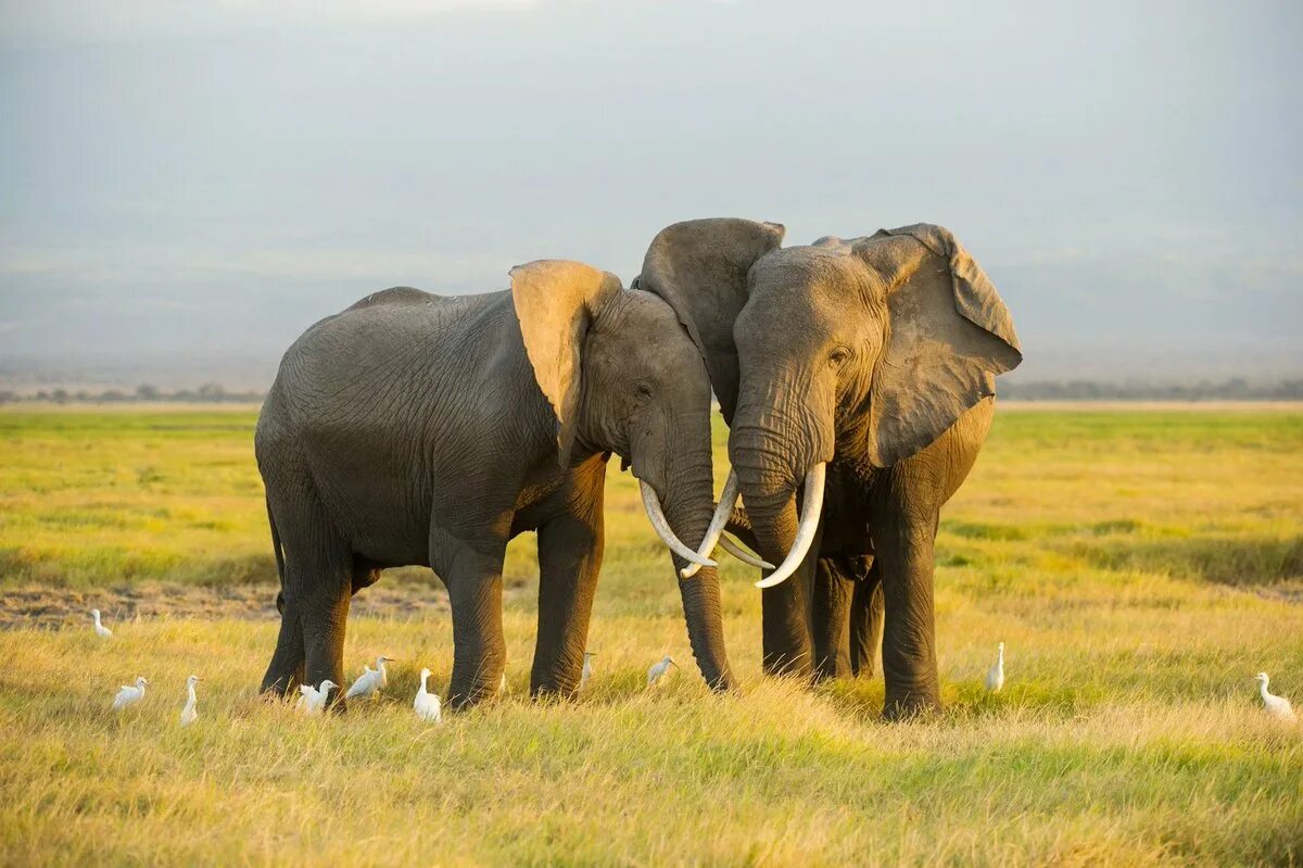 Ход двух слонов. Слон и его детеныши. Слон слониха слоненок слонята. Преимущество двух слонов сериал. Ход двух слонов.