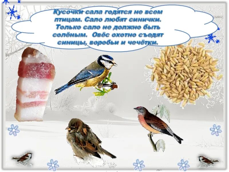 Как зимой помочь птицам 1 класс окружающий. Сало для птиц. синица на куске сала. сало для синичек зимой. сало для птиц зимой.