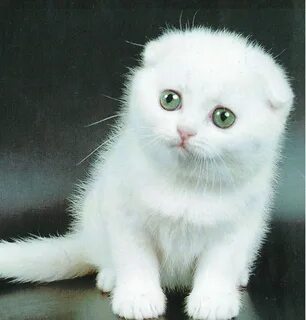 Белый вислоухий кот