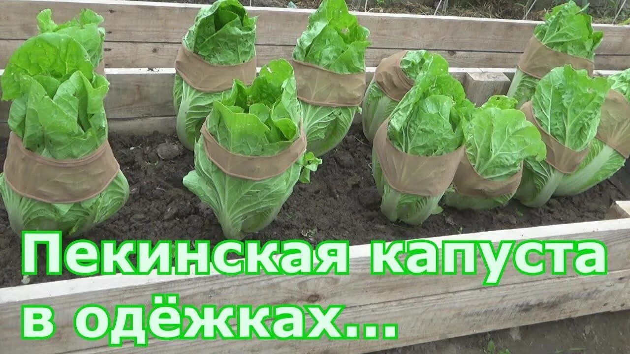 Как сажать пекинскую капусту в открытый