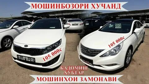 Сомон тч собака