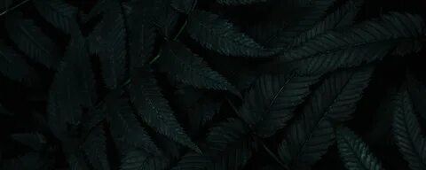 Dark plant