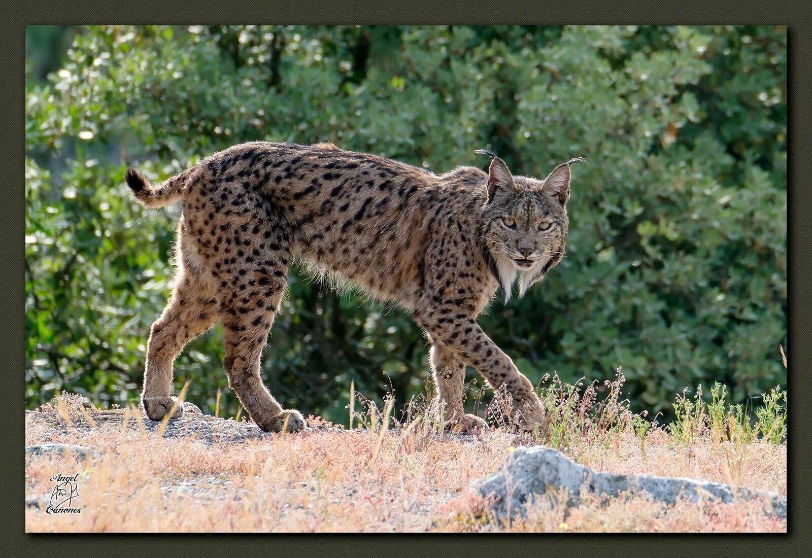 Пиренейская (испанская) Рысь. Пиренейская и Иберийская Рысь. Lynx pardinus Пиренейская Рысь. Иберийская (испанская) Рысь.