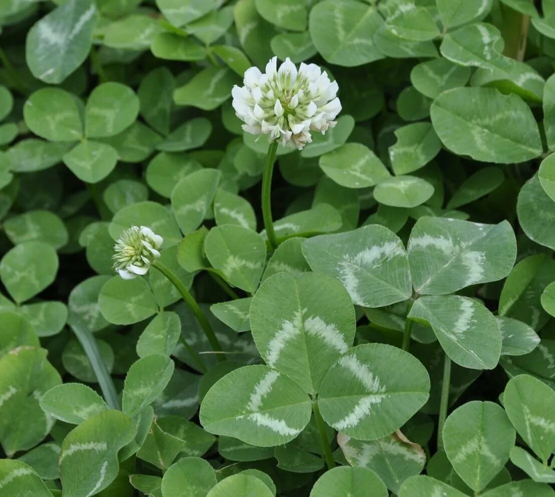 Клевер покрытосеменной. Клевер ползучий (Trifolium repens). Клевер белый ползучий. Клевер ползучий белый Trifolium repens. Клевер ползучий (Trifolium repens) «Атропурпуреа.