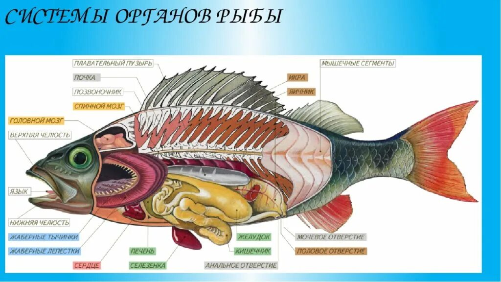 Пищеварительная система класса рыб. Внутреннее строение костной рыбы (самки). Внутреннее строение костной рыбы 7 класс. Внутреннее строение костной рыбы самка окуня. Внутренне строение речного окуня.