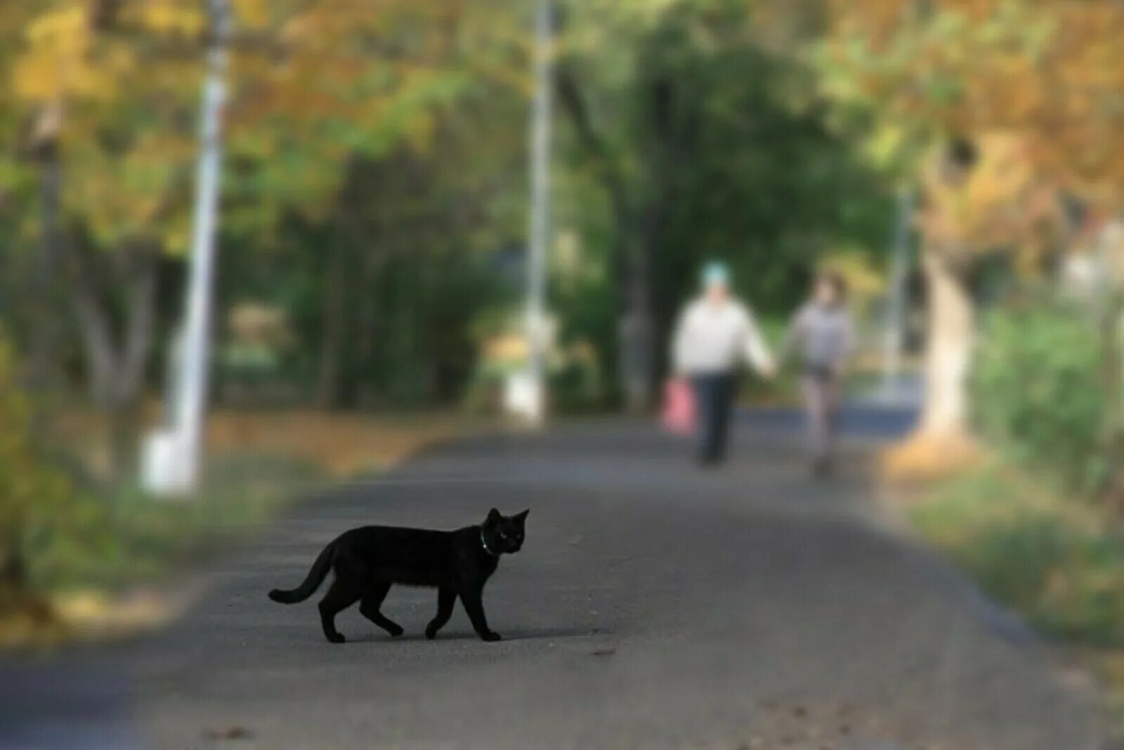 Приметы перейти дорогу. Чёрная кошка перебежала дорогу. Черная кошка перебегает дорогу. Кошка черная перебежала доро. Черный кот переходит дорогу.