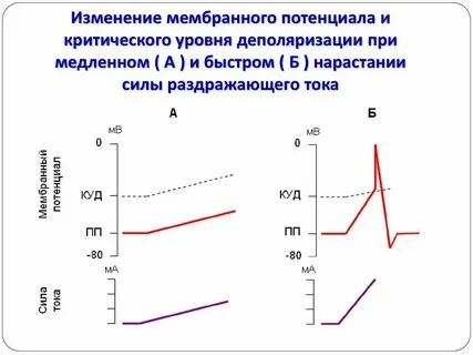 Критический уровень деполяризации клетки