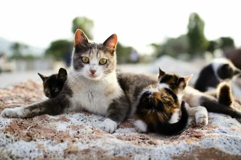 Какие инстинкты у кошек