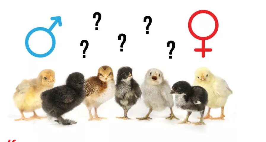 Определить пол цыпленка. Определение пола цыплят. Пол суточного цыпленка. Цыплята по полу. Пол недельного цыпленка