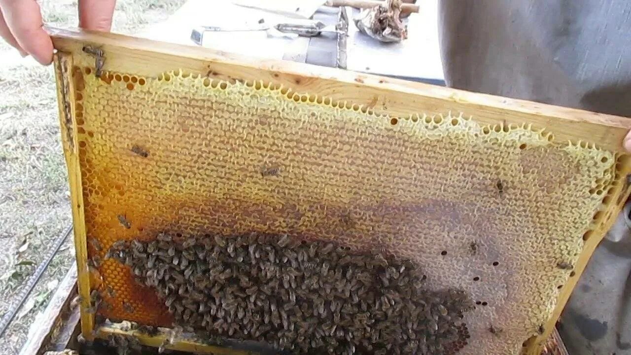 Пчелы после зимовки что делать. Гнездо пчелиной семьи. Пчелы в улье. Формирование гнезда пчел на зиму. Сбор улья на зиму.