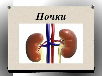Почечный цвет