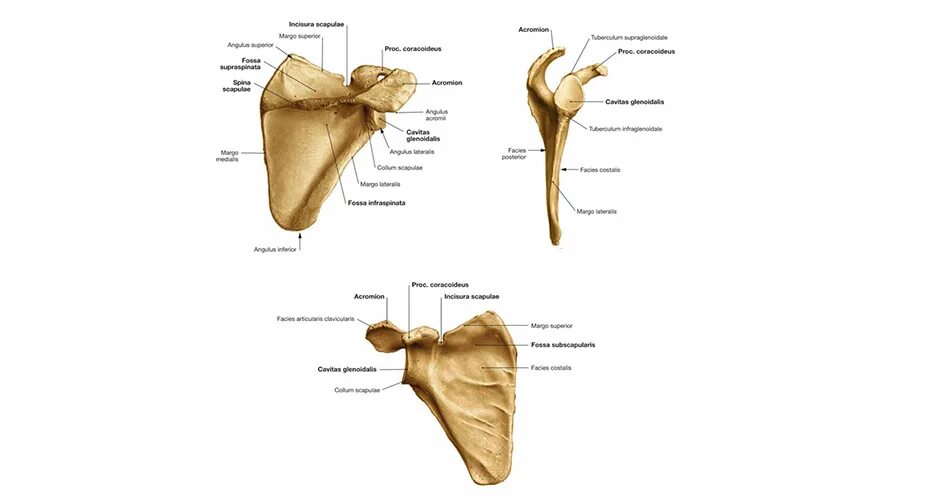 строение лопатки спереди. строение лопатки вид спереди. строение лопатки вид спереди. лопатка анатомия синельников. лопатки это.