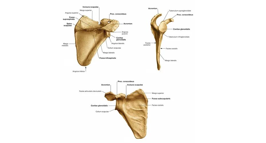 Лопатка крепление строение анатомия. Строение лопатки человека анатомия. Лопатка scapula. Лопатка кость анатомия.