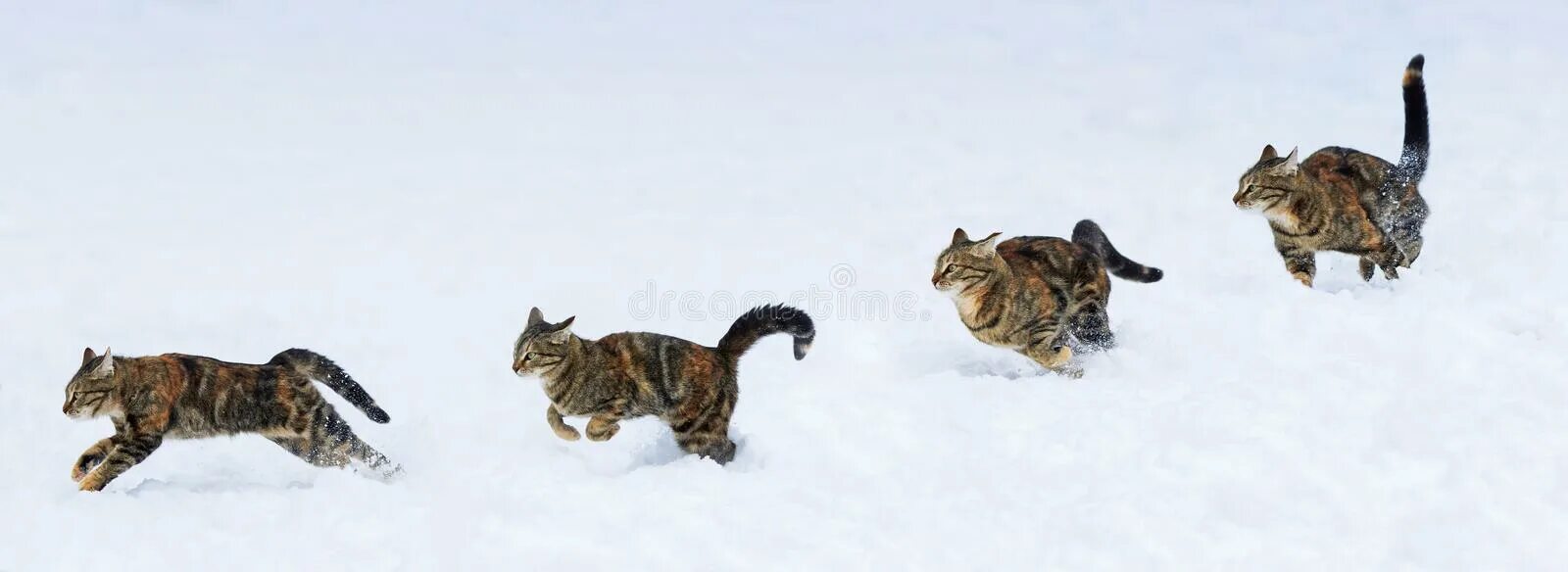Кот бежит. Кот бежит снег. Кот бегает зимой. Две кошки бегут.