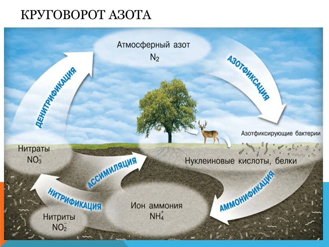 Круговорот углерода в биосфере. Круговорот ахота в биосфеое. Нитраты. Круговорот азота в природе. Круговорот азота в биосфере схема.