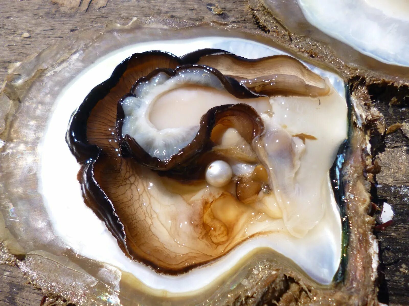 Ракушка митра улитка. Тридакна жемчуг. Моллюск мидия жемчужница. Раковина моллюска с жемчужиной. Настоящие моллюски.