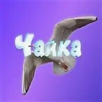 Чайка 2024 года