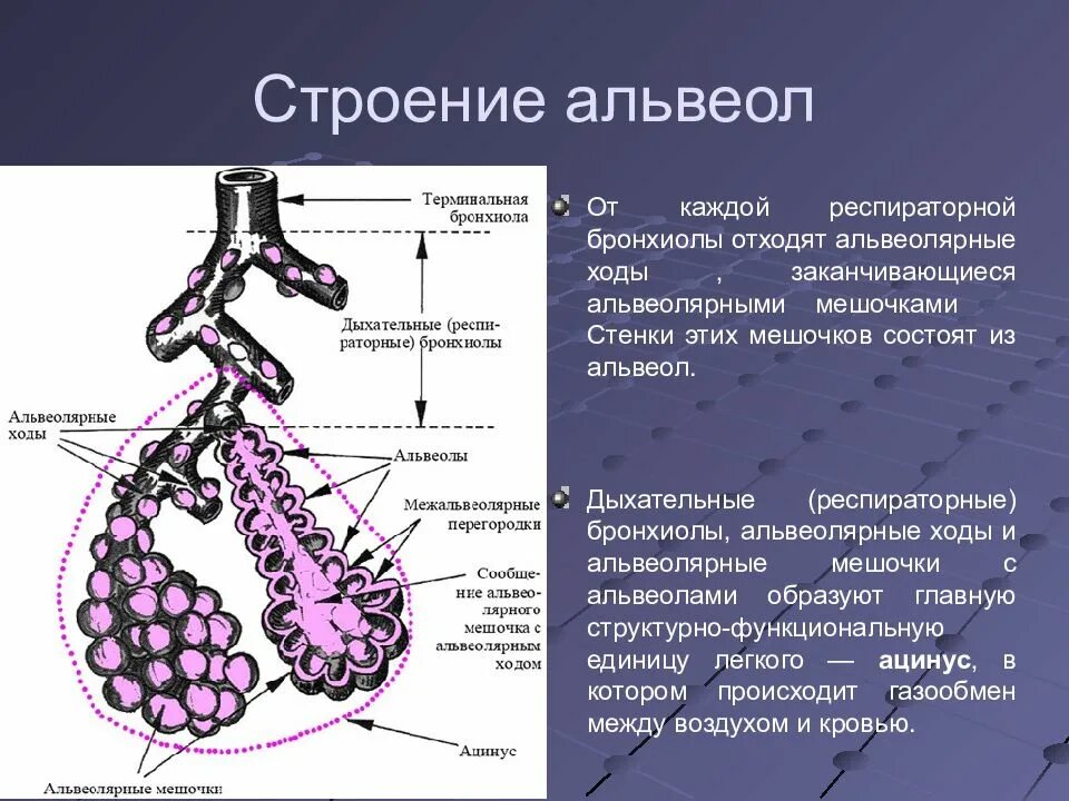 Терминальные бронхиолы строение. Респираторная бронхиола строение. Строение респираторных бронхиол гистология. Строение стенок бронхов анатомия. Альвеолярные легкие характерны для