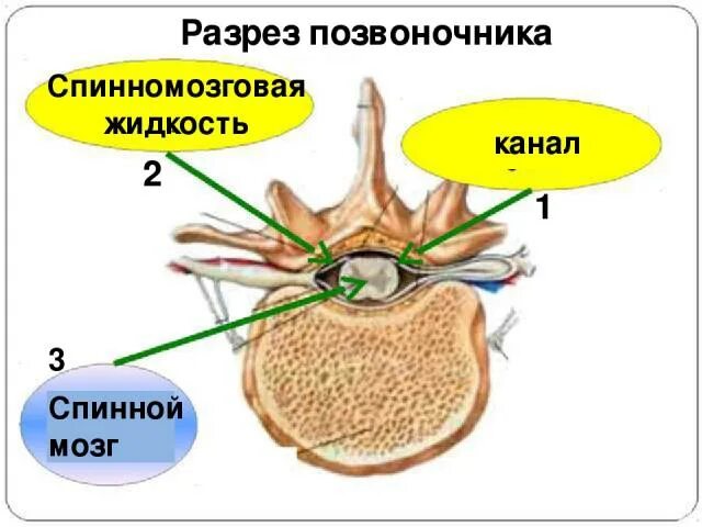 Жидкость в спинном канале