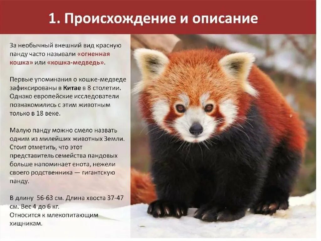 Животные занесенные в красную книгу информация