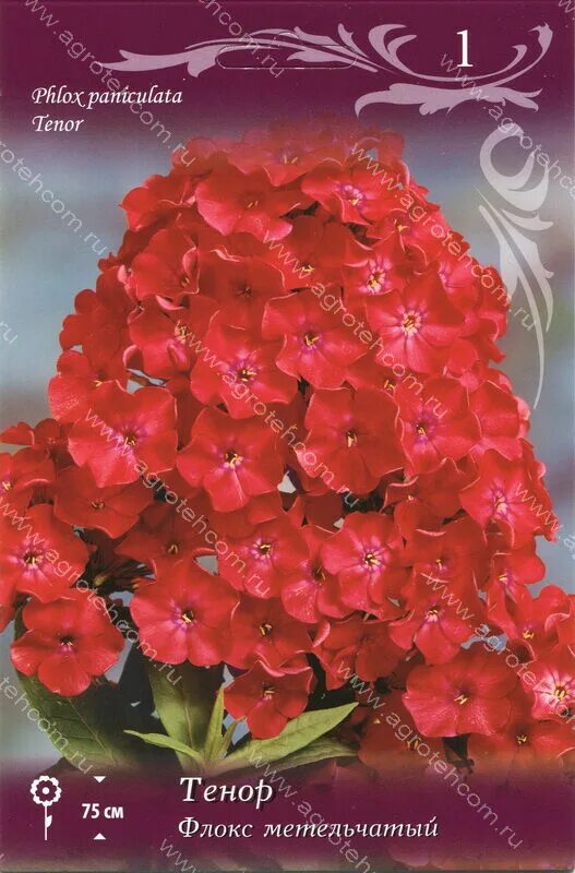 флокс тенор фото. флокс метельчатый 'tenor'. флокс метельчатый тенор. флокс метельчатый "tenor" (тенор). флокс метельчатый тенор.