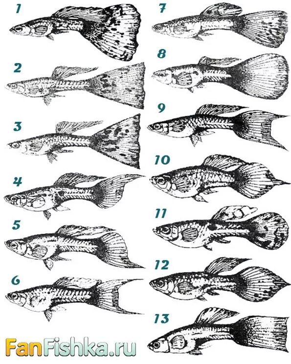 У какой рыбы хвост. Формы хвостов гуппи. Классификация рыбок гуппи. Гуппи рыбки разновидности. Формы плавников гуппи.