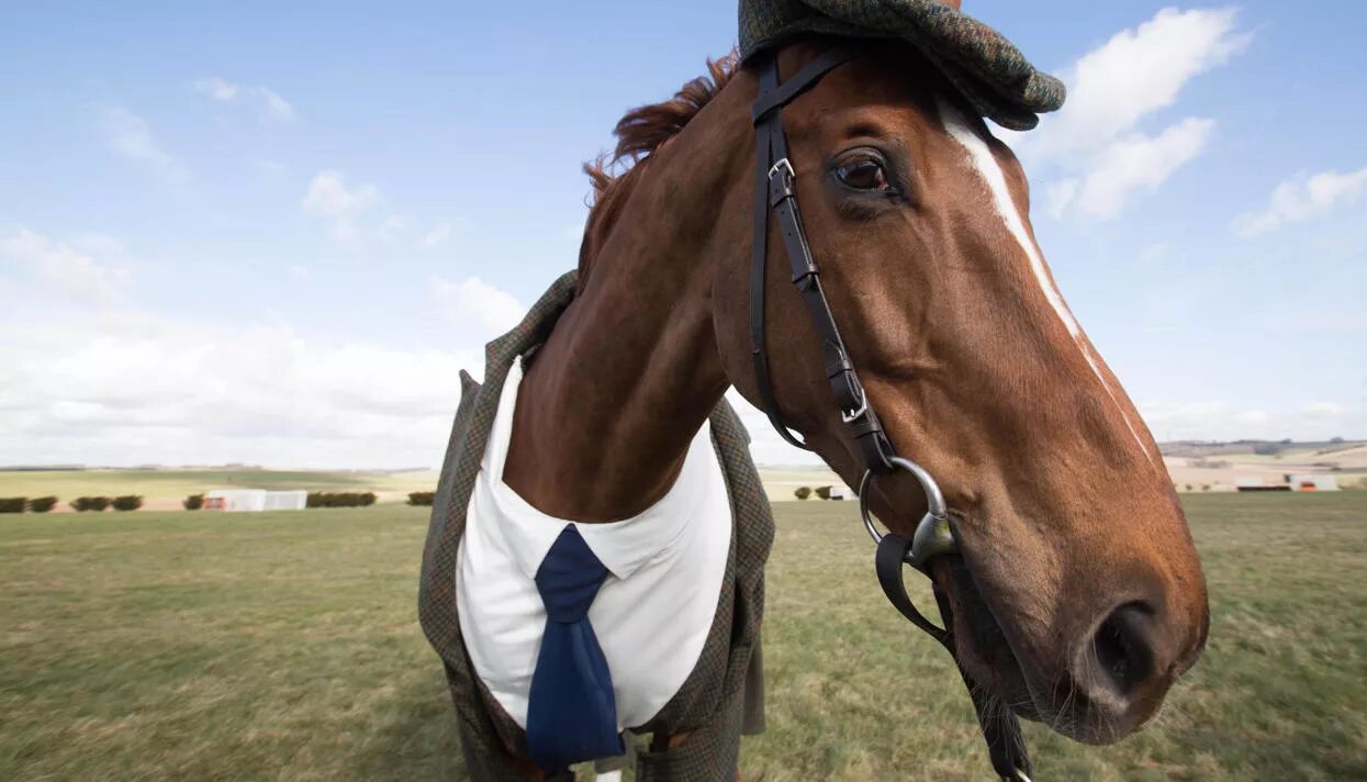 Камень на распутье. Конь брыкается. Молодая лошадь. Конь валяется. Лошадь в пальто.