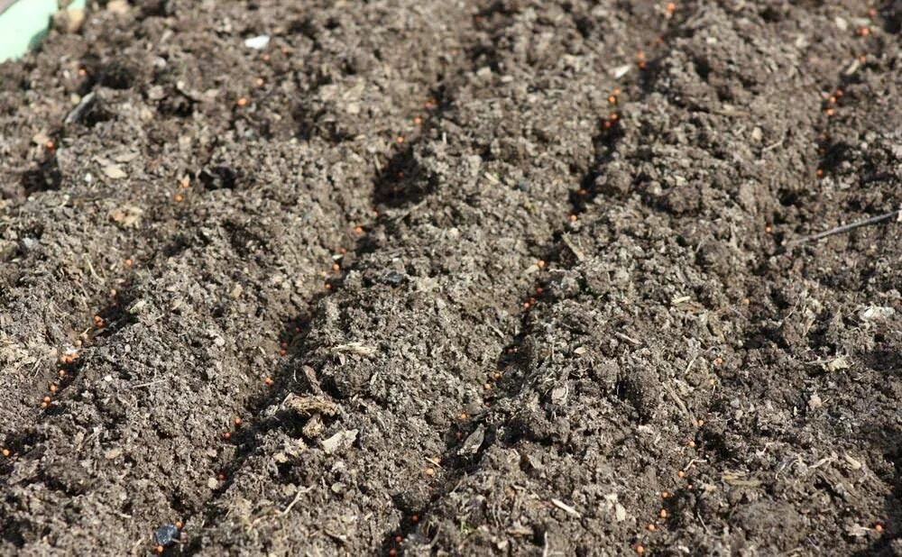 Какая почва на даче. Почва. Рыхлый грунт. Подготовка почвы для посева моркови. Земля сажать.