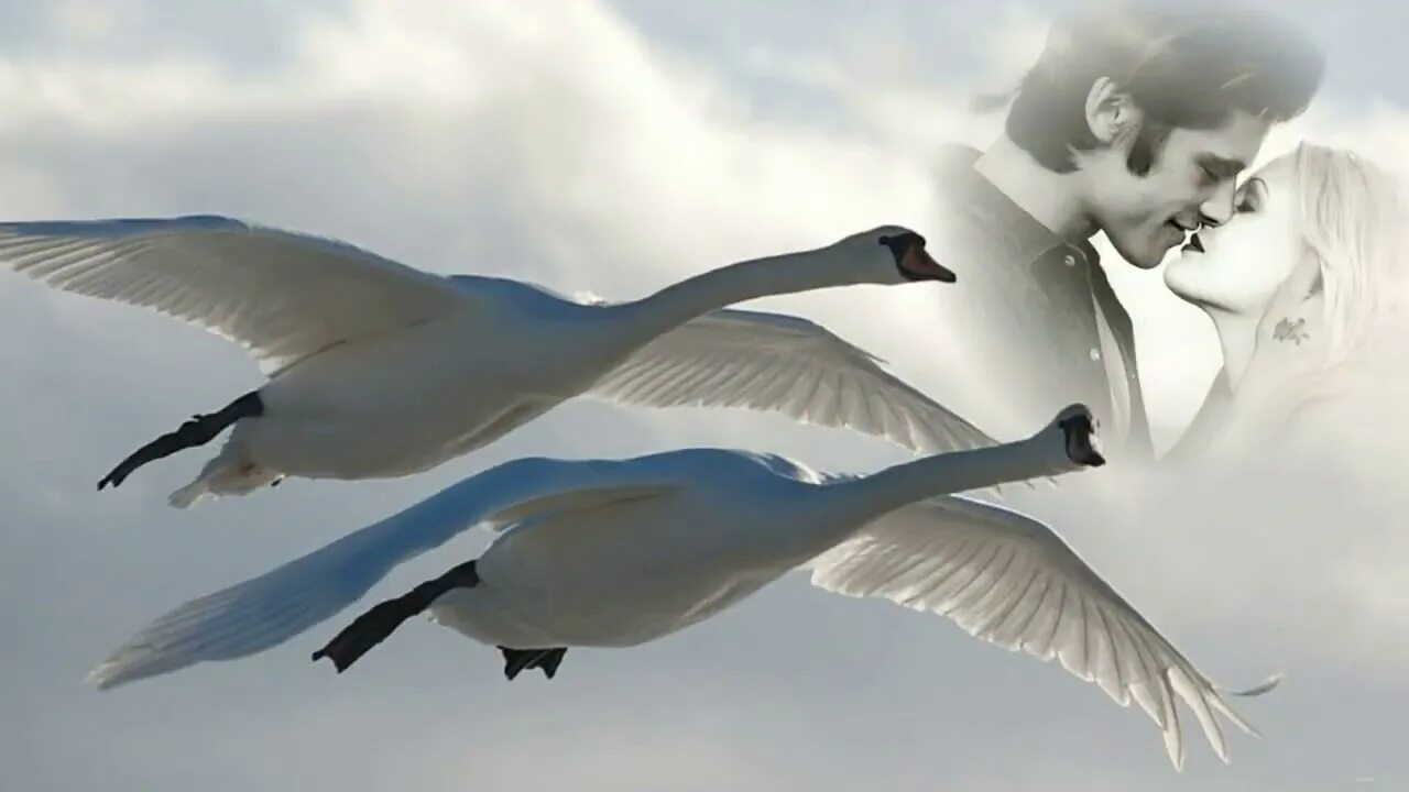 Лебедушка летала песня. Полет лебедя. Лебедь в полете. Пара лебедей в небе. Белый лебедь в полете.
