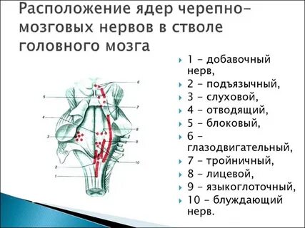 Ядра 9 пары черепных нервов