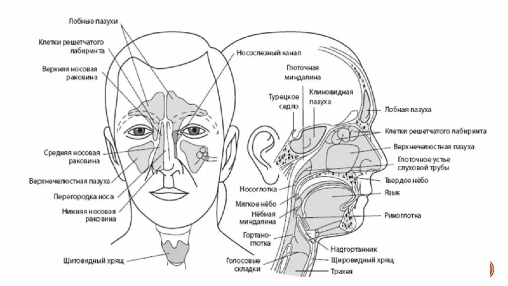 Придаточные пазухи носа строение. Строение полости носа пазухи анатомия. Строение костей носа и пазух. Схема придаточных пазух носа. Утолщение слизистой оболочки решетчатых лабиринтов