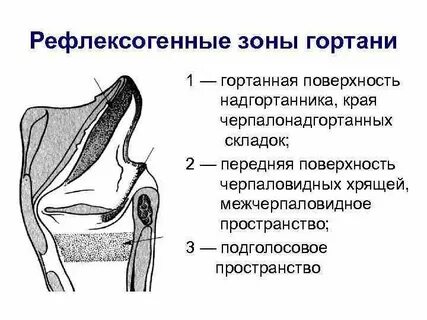Поверхность гортани