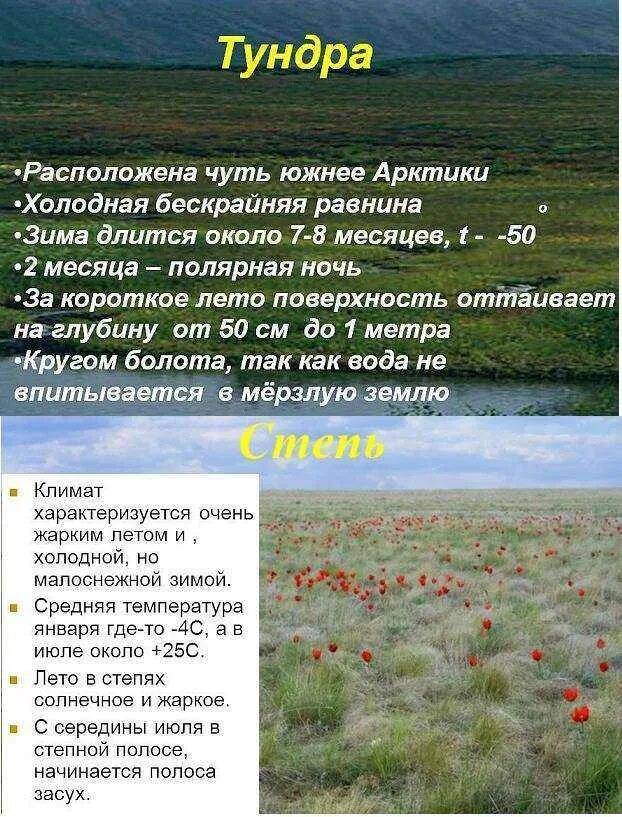 Какие растения характерны для степей россии. Природная зона тундра климат. Зона степей. Тундра и степь. Тундра характеристика растительности.