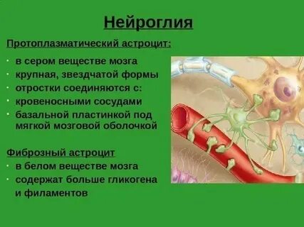 Нервная ткань спинного мозга