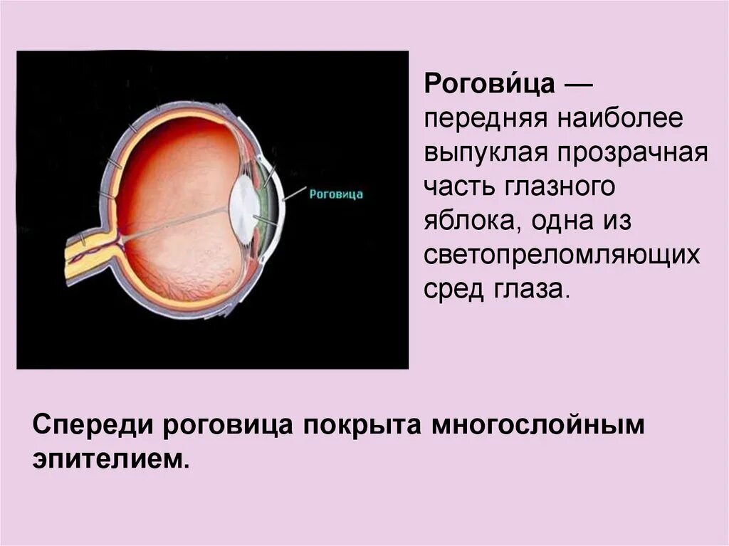 Роговица это оболочка глаза. Роговица глаза спереди покрыта многослойным плоским. Роговица глазного яблока. Роговица характеристика