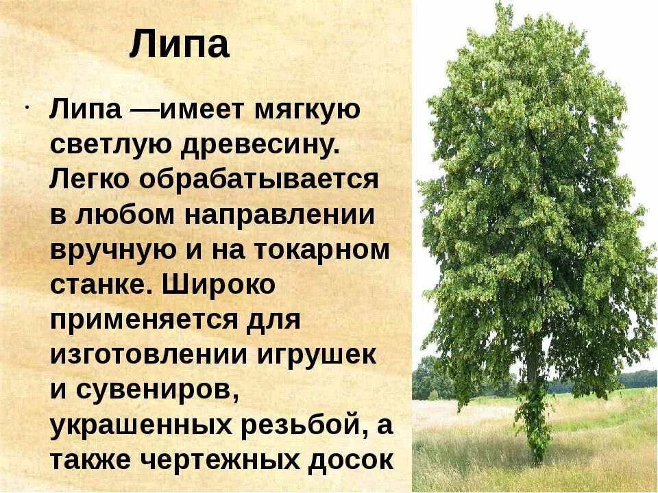 Липа дерево описание. Сообщение о дереве. Доклад о дереве. Липа характеристика дерева. Текст лиственные растения