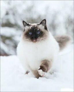 Снежная кошка
