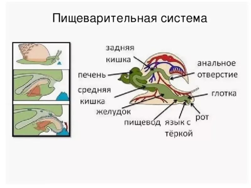 Брюхоногие пищеварительная