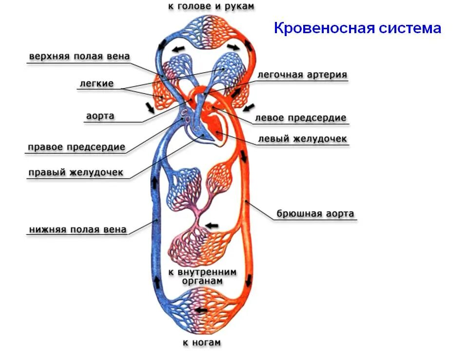 Какие компоненты входят в систему кровообращения. Схема строения кровеносной системы. кровеносная система человека схема анатомия. анатомия кровеносной системы схема. артерии большого круга кровообращения схема.