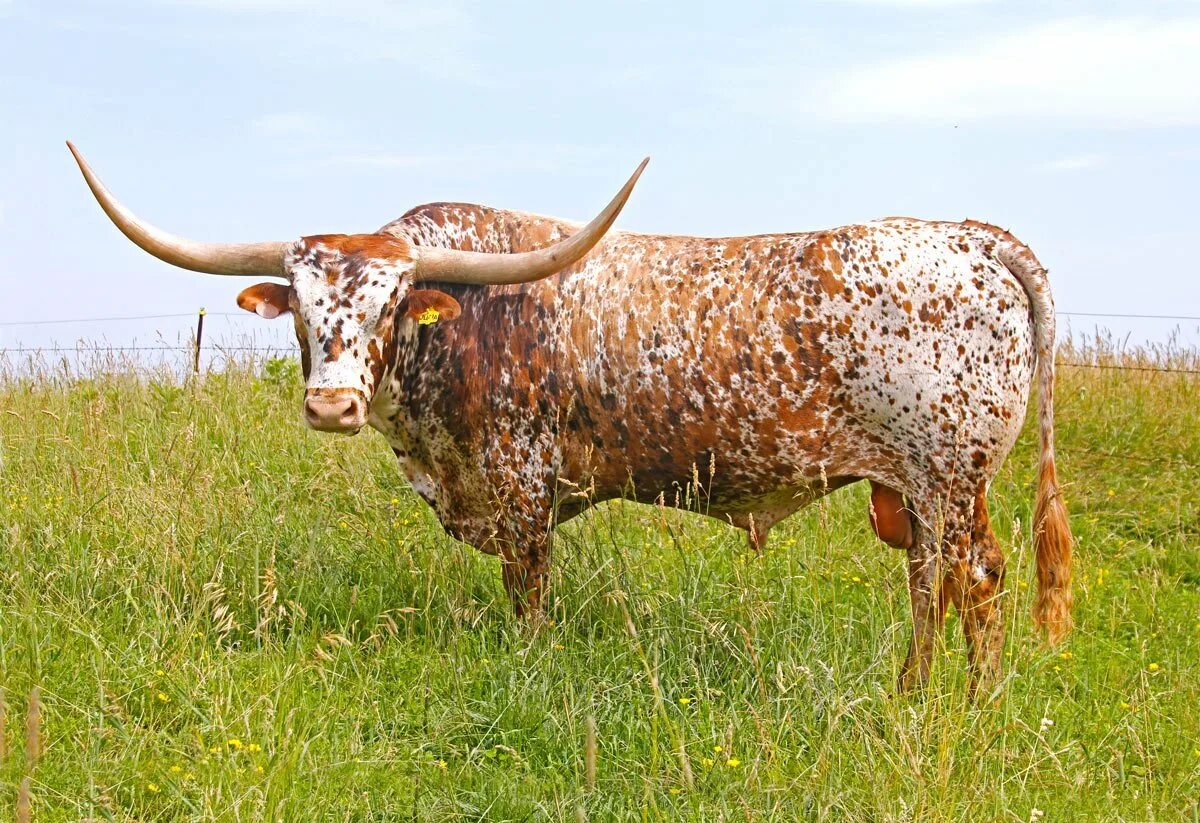Пестрая масса. Техас Лонгхорнс бык. Бык красно пестрой породы. Айрширская порода бычки. Лонгхорн бык белый.