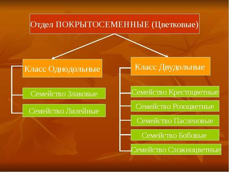 3 признака покрытосеменных. Классификация покрытосеменных растений схема. Систематика отдела Покрытосеменные классы Однодольные и двудольные. Основы классификации покрытосеменных растений. Отдел цветковых растений систематика семейства.