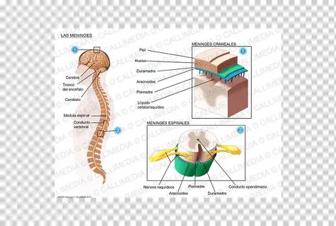 Воспалительные заболевания спинного и головного мозга