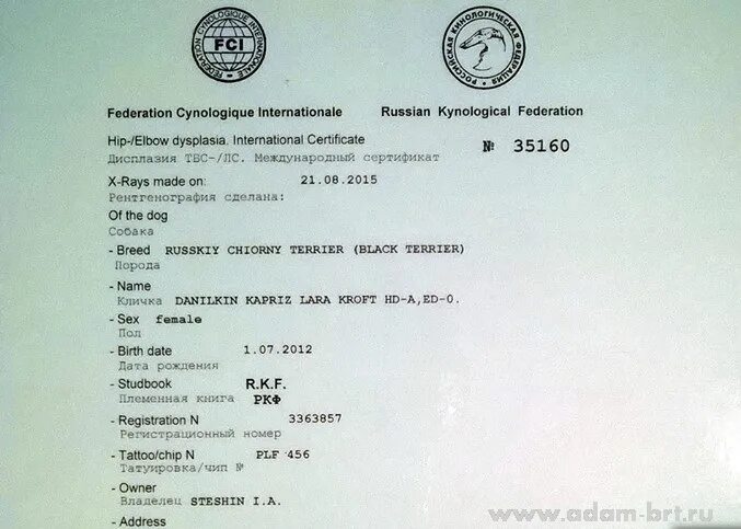 Тест ркф. Рентген на дисплазию у собак для ркф. Сертификат на дисплазию у собак ркф. Ркф ноузворк. Сертификат по окд.