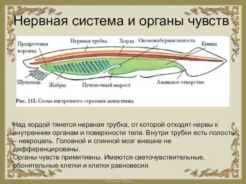 Конспект по биологии 7 класс хордовые. Нервная система ланцетника 7 класс биология. ланцетник хорда нервная трубка. центральная нервная система ланцетника. тип хордовые ланцетник 7 класс.