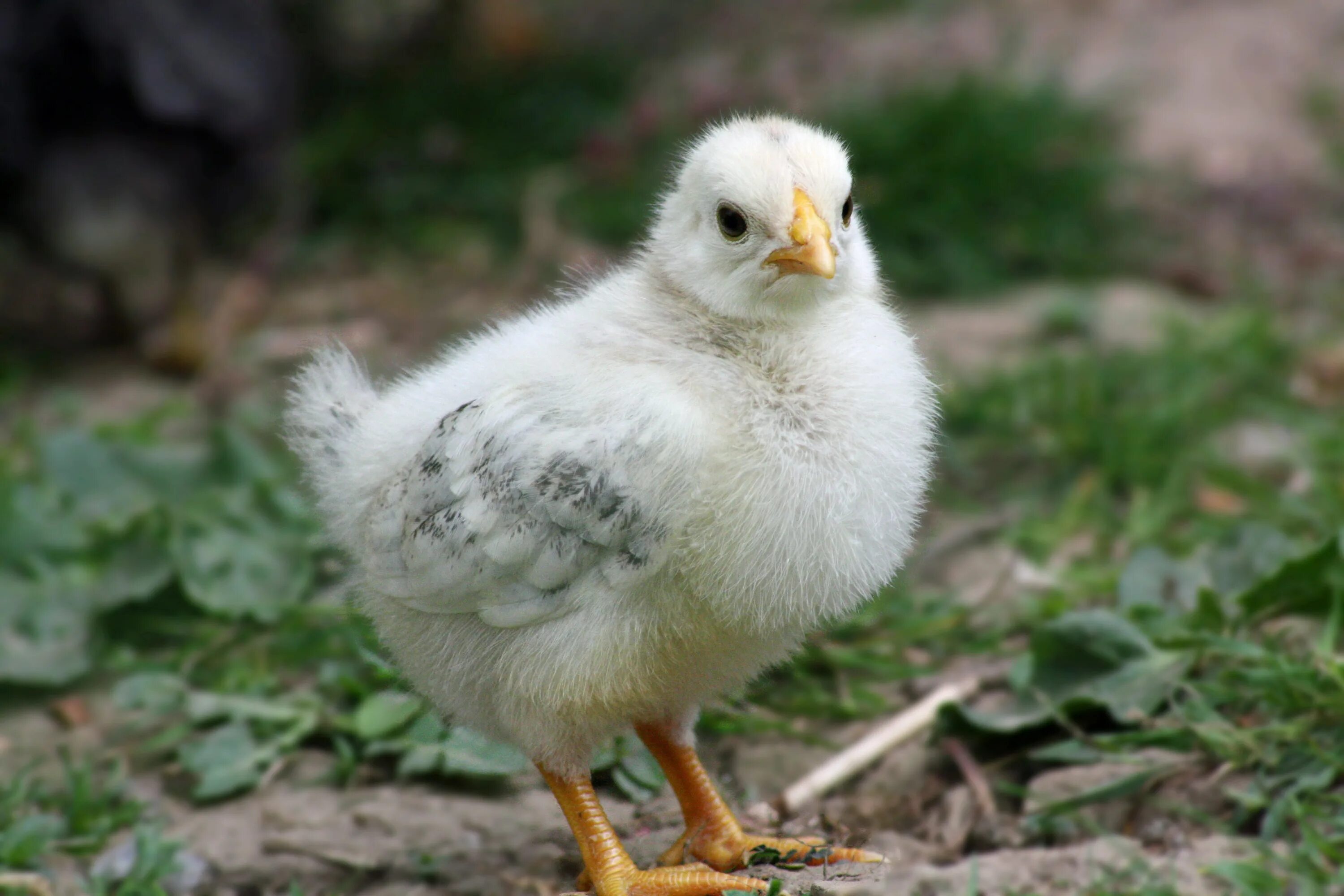 Цыпленок. Маленькая курица. Белый цыпленок. Маленькие курочки.