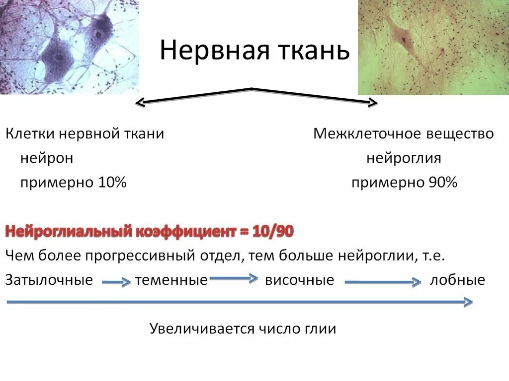 Нервная ткань состоит из ответ. Наличие межклеточного вещества в нервной ткани. Особенность межклеточного вещества нервной ткани:. Нервная ткань характеристика клеток и межклеточного вещества. Межклеточное вещество нервной клетки.