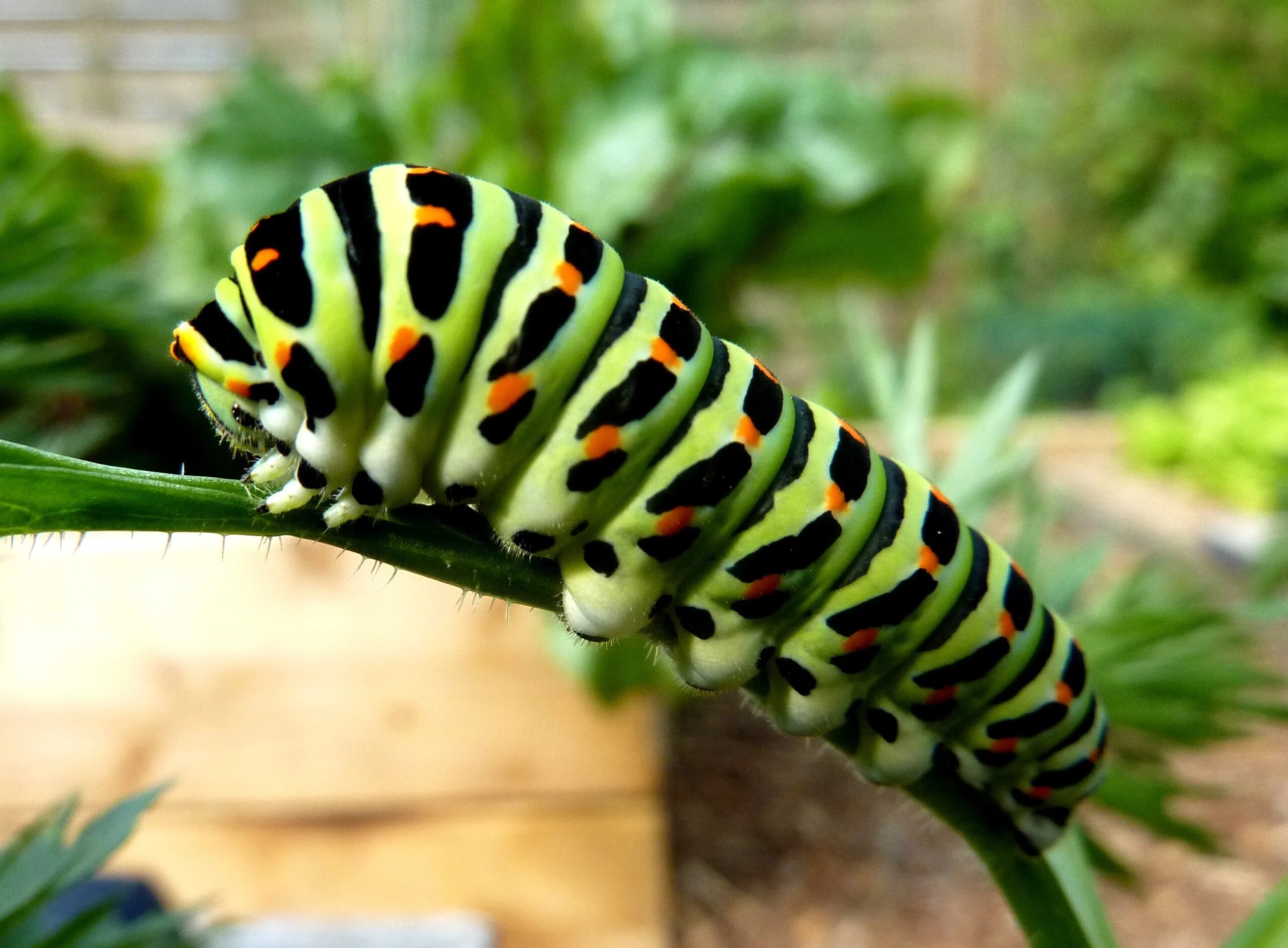 Картинка гусеница. Гусеница Махаона ядовитая. Papilio Troilus гусеница бабочка. Уссурийский толстотел гусеница. Papilio Machaon гусеница.