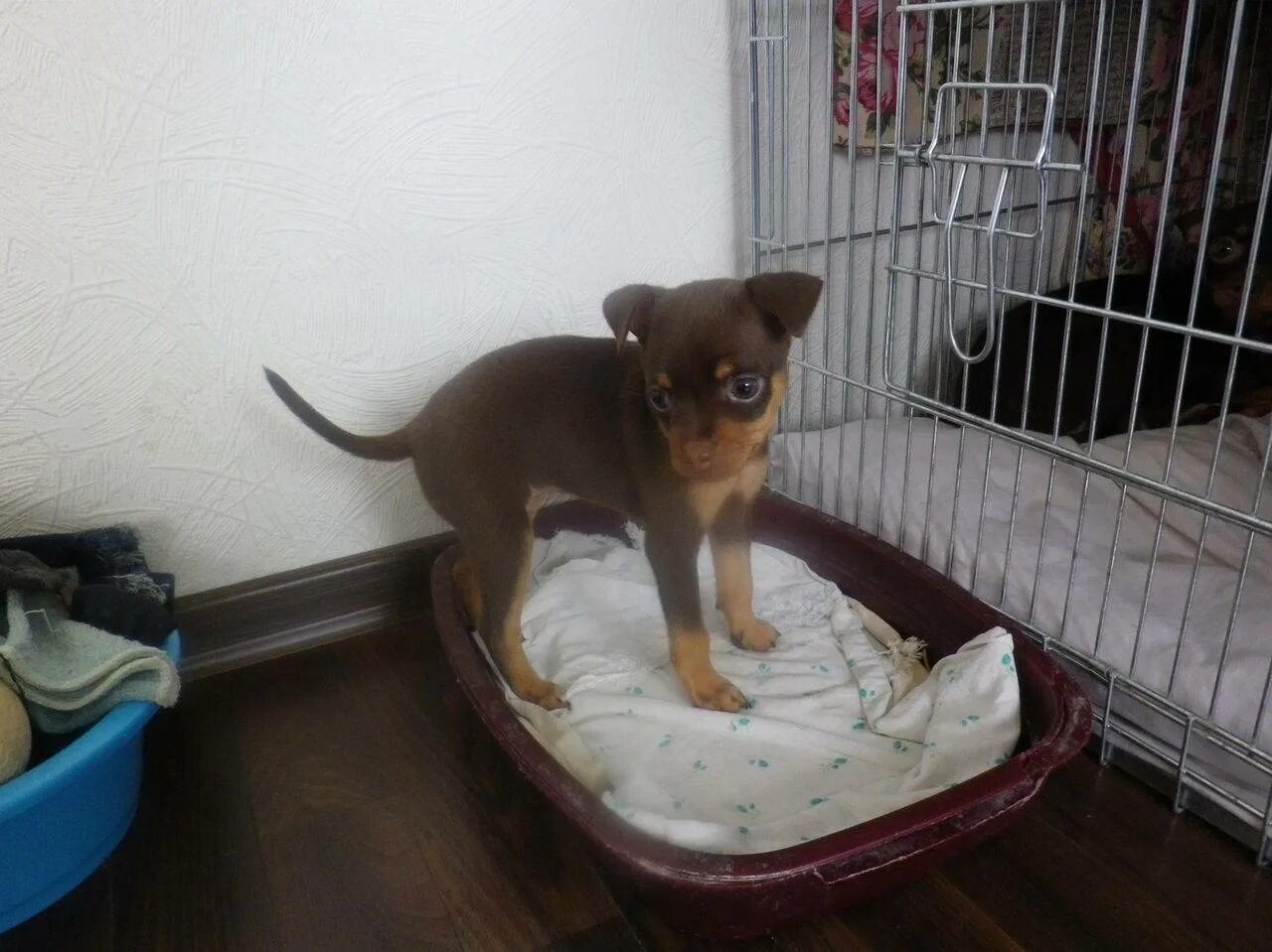 Лоток для туалета для той терьера. Приучение щенка к туалету. Туалет для той терьера. Лоток для той терьера мальчика. Лоток для туалета для собачки чихуахуа.