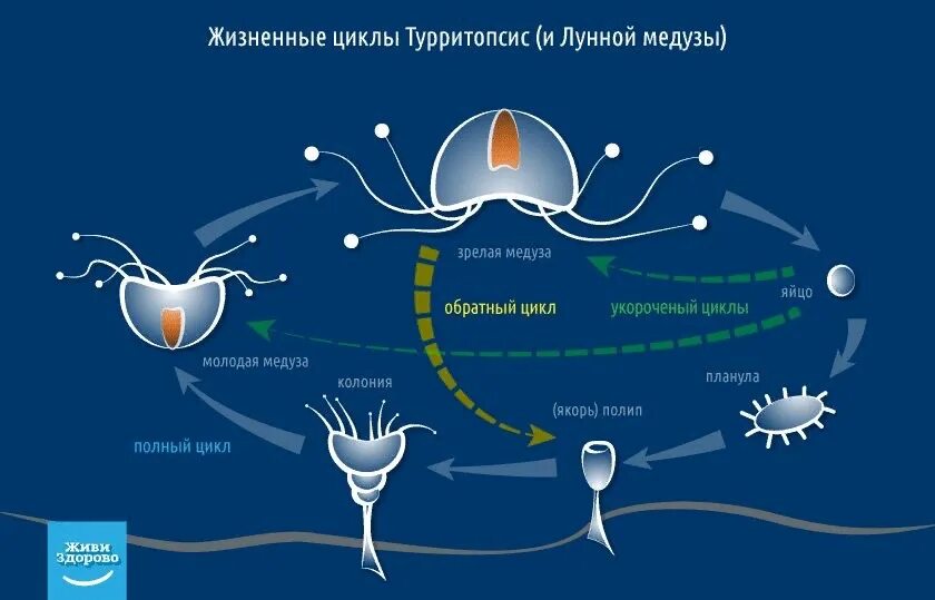 Turritopsis nutricula жизненный цикл. Бессмертная медуза жизненный цикл. Бессмертная медуза Turritopsis nutricula. Медуза турритопсис цикл жизни.