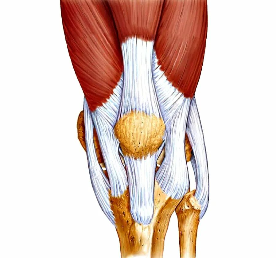 Мышцы и суставы. Суставно-связочный аппарат. Лигаментоз коленного сустава. Тендинит сухожилия подколенной мышцы. Сухожилие подколенной мышцы анатомия.